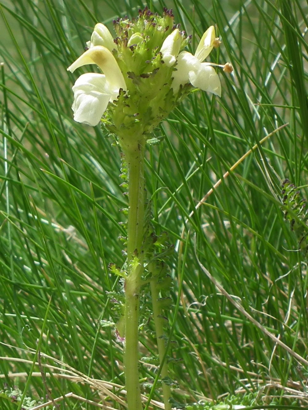 Pedicularis da id. 2 - Pedicularis tuberosa